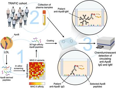 Circulating Autoantibodies Recognizing Immunodominant Epitopes From Human Apolipoprotein B Associate With Cardiometabolic Risk Factors, but Not With Atherosclerotic Disease